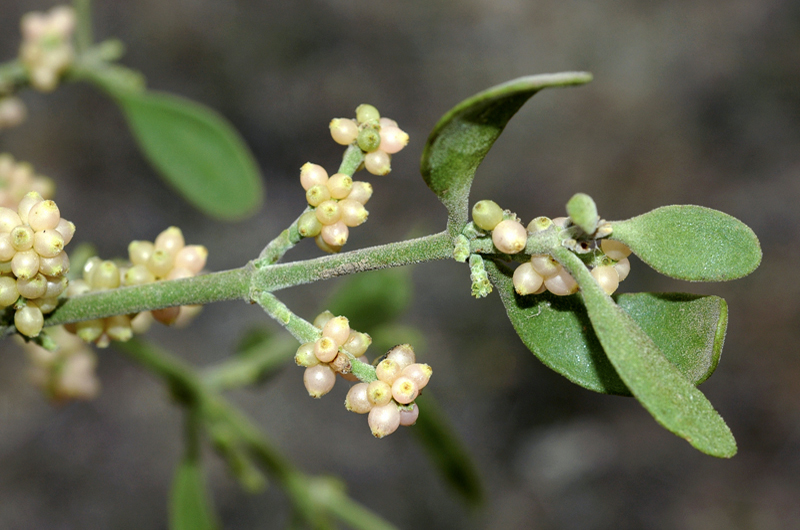 4 lbs Loose Mistletoe